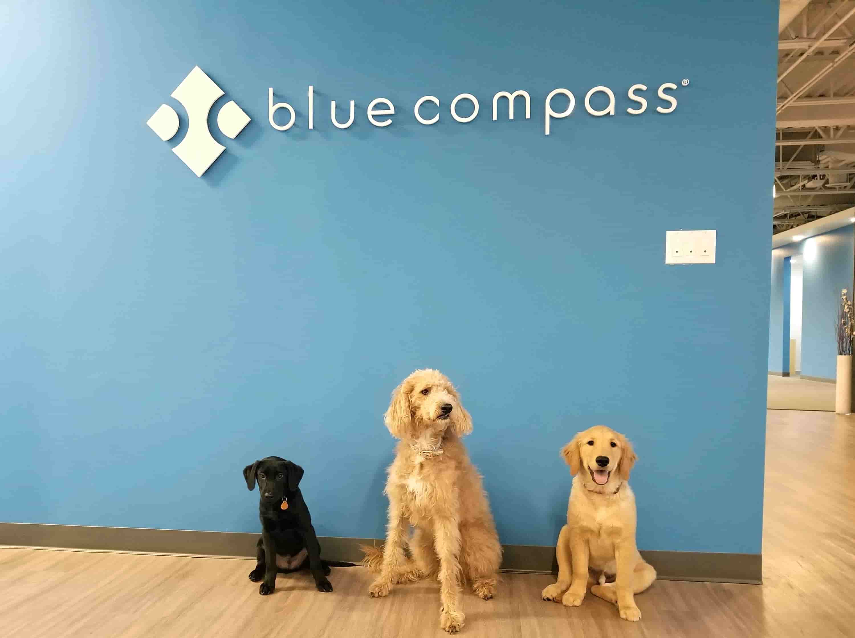 Picture of some dogs at the Blue Compass office.